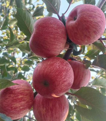 延安洛川苹果