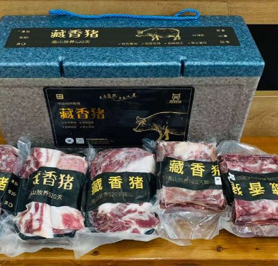 陕北高原藏香猪